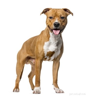 How to Identify Your Pit Bull Breed