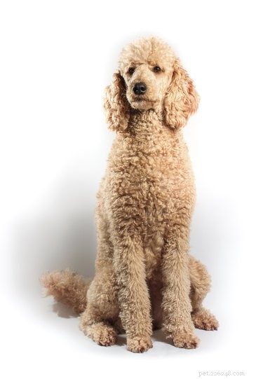 Discover the Variety of Doodle Dogs: Poodle Crosses & Their Low-Shedding Coats