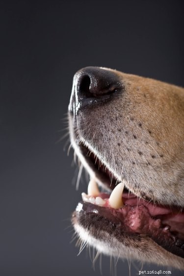 Determine Your Chihuahua’s Age: Quick, Reliable Methods