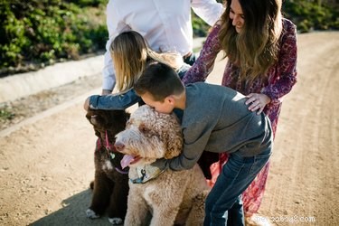 Labradoodles: Pros, Cons, and Why They Might Be Your Ideal Pet