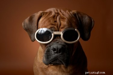 Boxers vs. Pit Bulls: Health, Temperament, and Care Differences