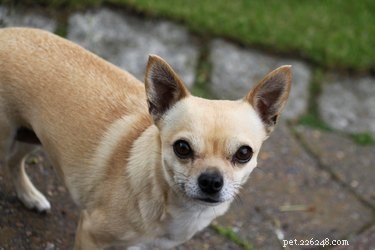 Apple Head vs. Deer Head Chihuahuas: Key Differences Explained