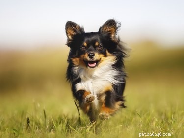 Discover the Most Uncommon Chihuahua Color Variants