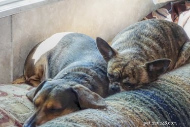 Discover the Most Uncommon Chihuahua Color Variants