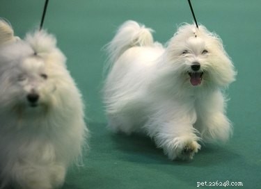 Coton de Tulear vs. Maltese: How Their Faces Differ