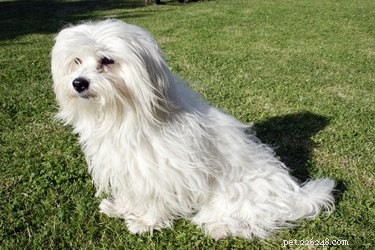 Coton de Tulear vs. Maltese: How Their Faces Differ