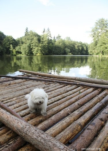 Coton de Tulear vs. Maltese: How Their Faces Differ