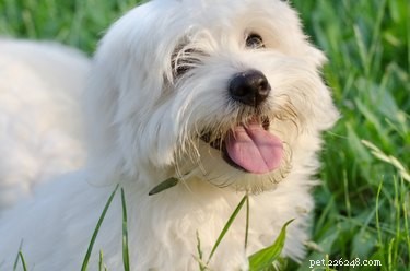 Coton de Tulear vs. Maltese: How Their Faces Differ