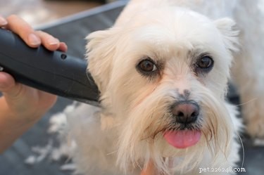 Coton de Tulear vs. Maltese: How Their Faces Differ