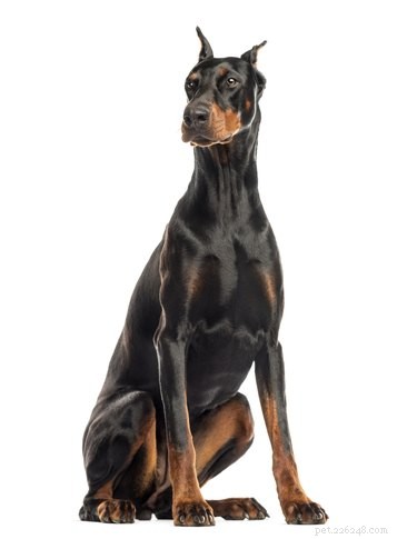 Doberdor Puppies: What to Expect from Labrador-Doberman Mixes