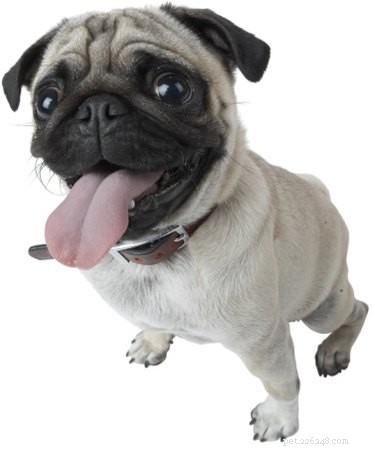 Top Dog Breeds That Harmonize with Pugs