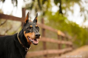Average Height and Weight of Male Dobermans: What to Expect