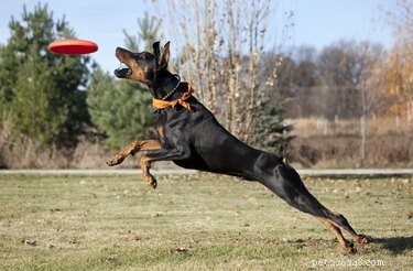 Average Height and Weight of Male Dobermans: What to Expect