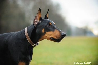 Average Height and Weight of Male Dobermans: What to Expect