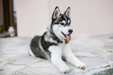 Siberian vs. Alaskan Huskies: Key Differences and What Makes Each Breed Unique