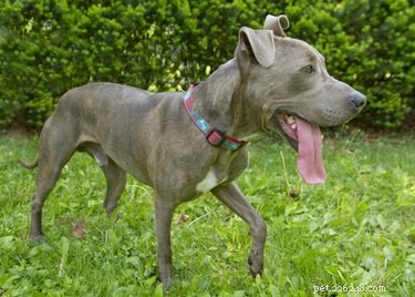 Red‑Nose vs. Blue‑Nose Pit Bulls: Key Differences Explained