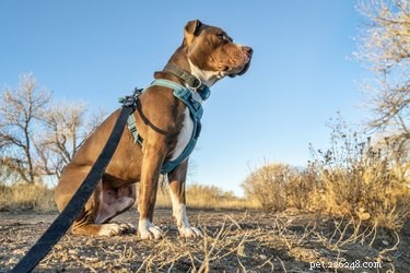 Red‑Nose vs. Blue‑Nose Pit Bulls: Key Differences Explained