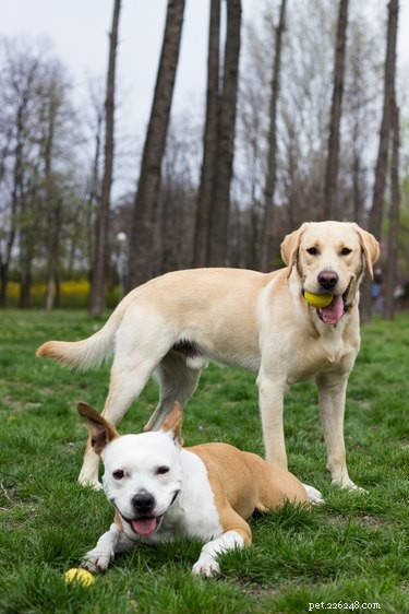 Top Pit Bull Mixes: Labrador, Rottweiler, Boxer & Husky