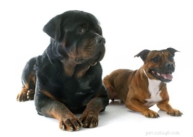Top Pit Bull Mixes: Labrador, Rottweiler, Boxer & Husky