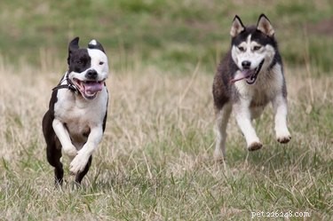 Top Pit Bull Mixes: Labrador, Rottweiler, Boxer & Husky
