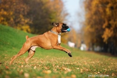 Top Pit Bull Mixes: Labrador, Rottweiler, Boxer & Husky