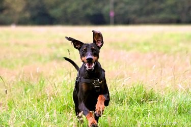 Is Your Doberman a True Purebred? How to Verify Authenticity
