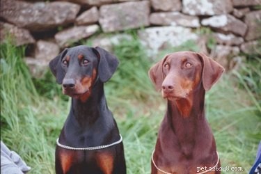 Is Your Doberman a True Purebred? How to Verify Authenticity