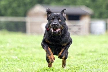 American vs. German Rottweiler: Key Differences Explained