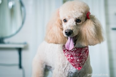 Curly-Coated Dog Breeds: A Comprehensive Guide