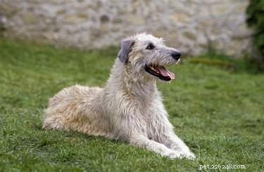 Irish Wolfhound Speed: How Fast These Gentle Giants Can Go