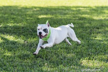 Male vs Female Pit Bull Terriers: Key Differences Explained