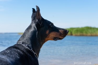 Understanding Doberman Ear Cropping: Types, Purposes, and Controversies