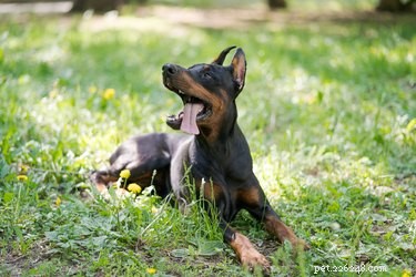Understanding Doberman Ear Cropping: Types, Purposes, and Controversies