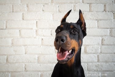 Understanding Doberman Ear Cropping: Types, Purposes, and Controversies