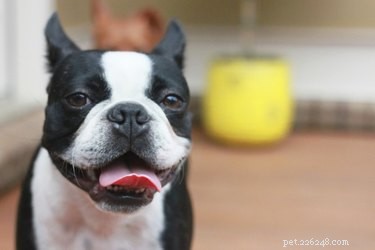 Top Dog Breeds with Minimal Shedding and Odor