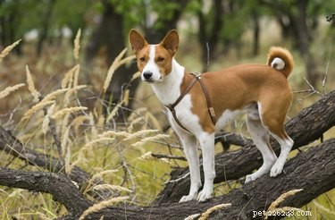 Top Dog Breeds with Minimal Shedding and Odor