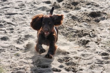 Top Dog Breeds with Minimal Shedding and Odor