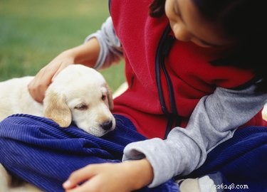 Labrador Retrievers: Pros, Cons, and Family Fit