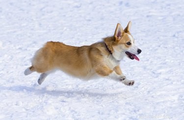 Short‑Tailed Dog Breeds: Natural and Docked Tails Explained