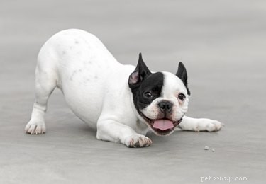 Short‑Tailed Dog Breeds: Natural and Docked Tails Explained
