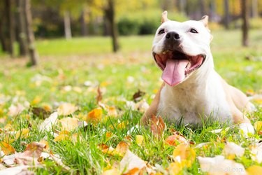 Pit Bulls: Advantages, Challenges, and Ownership Guide