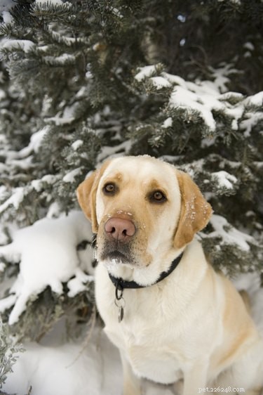 Top Dog Breeds with the Best Temperaments for Every Lifestyle