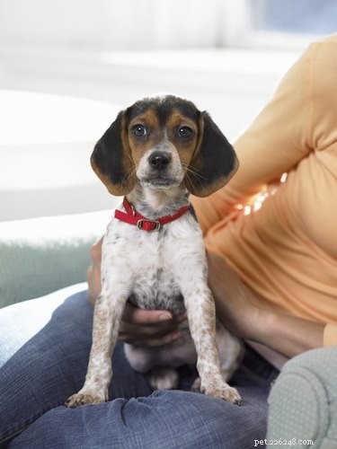 Top Dog Breeds with the Best Temperaments for Every Lifestyle