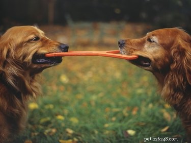 Top Dog Breeds with the Best Temperaments for Every Lifestyle