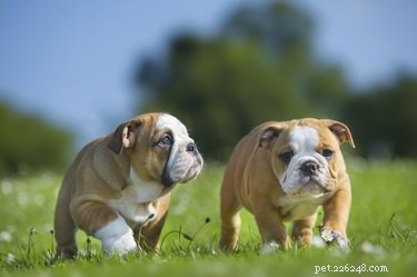 Top Dog Breeds with the Best Temperaments for Every Lifestyle