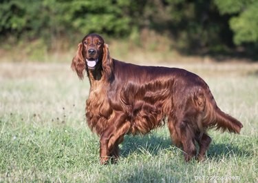 Top Dog Breeds with the Best Temperaments for Every Lifestyle