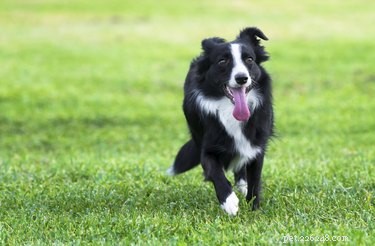 Top Dog Breeds with the Best Temperaments for Every Lifestyle