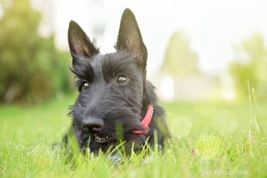 Erect‑Eared Dog Breeds: Identifying Your Dog’s Lineage & Style