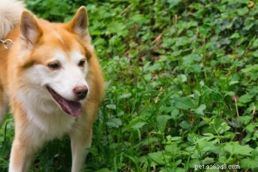 Erect‑Eared Dog Breeds: Identifying Your Dog’s Lineage & Style