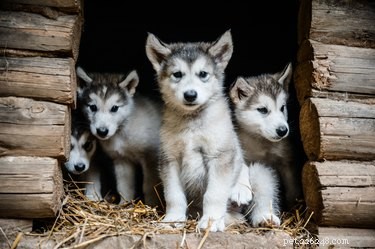 Erect‑Eared Dog Breeds: Identifying Your Dog’s Lineage & Style